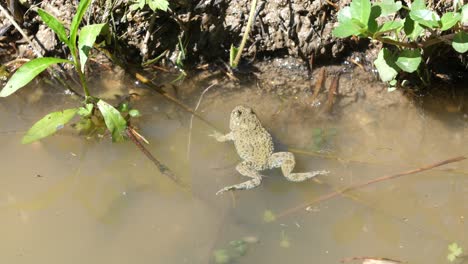 Yellow-bellied-toad-in-a-pond.-Verdun-France